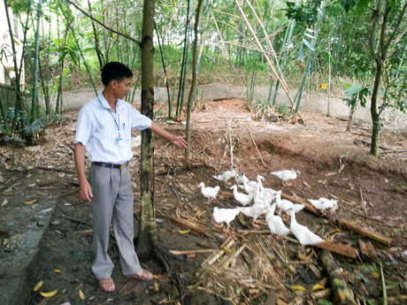 Trên thế giới, cà sấy còn được phát triển tại một số quốc gia như Pháp, Đức, Thái Lan, Đài Loan, Trung Quốc. (Nguồn Baoquangninh)