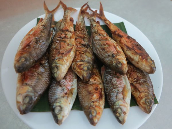 Cá mát có kích thước nhỏ, thân có từ ba đến sáu chấm đen, còn vảy cá thì màu hồng. Cá mát đực thì có 2 "bầu sữa", còn cá mát cái thì có hai buồng trứng. (Nguồn Thanhnien)