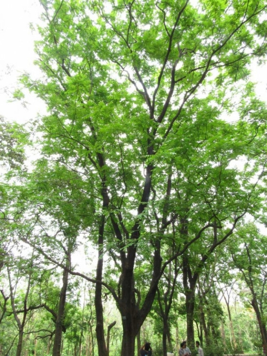 Cây lát hoa có thân thẳng, hoa màu vàng, quả bầu dục màu nâu gỗ. Đây là loài cây ưa sáng, cây tái sinh bằng hạt tốt nhưng sinh trưởng chậm. (Nguồn Nongnghiepvietnam)