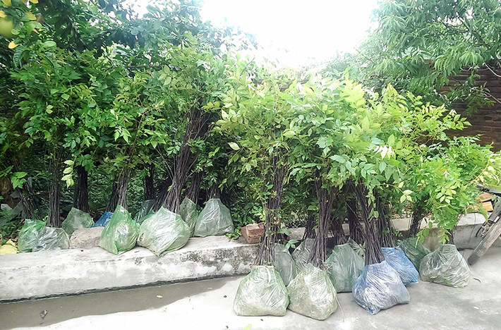 Gỗ lát hoa rất được ưa chuộng do có màu sắc, thớ gỗ và vân gỗ đều đẹp. Gỗ thường được dùng để đóng đồ dùng gia dụng, đồ trang trí nội thất hay đồ mộc mỹ nghệ. (Nguồn Vietq)