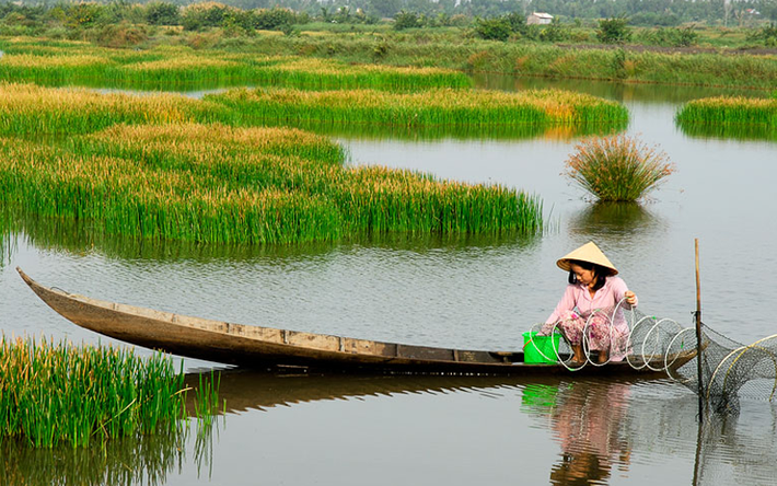 Cây cỏ năn bộp được thu hái và sử dụng như một loại rau ăn hàng ngày. Cả đọt, chồi non và củ năn của cây cỏ năn bộp đều ăn được, trong đó phổ thông nhất là đọt năn. (Nguồn Vanhoamientay)