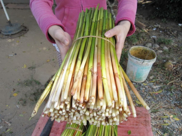 Cỏ năn bộp là loại cỏ năn ngọt mọc hoang trên khắp các cánh đồng ngập mặt của tỉnh Bạc Liêu. (Nguồn Loca)