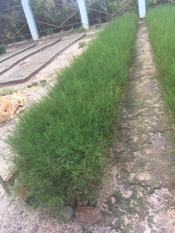 Cây phi lao sinh trưởng quanh năm, nhưng vào mùa mưa, cây sinh trưởng nhanh hơn. Cây tái sinh chồi cũng rất tốt. Mặc dù vậy, ở giai đoạn tuổi nhỏ, cây chịu khô và chịu rét kém. (Nguồn Caygionghoanglong)