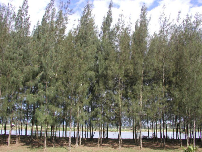 Cây phi lao còn được biết đến với tên gọi cây dương, dương liễu. Tên khoa học của loài cây này có nguồn gốc từ tiếng La Tinh có nghĩa là “đuôi ngựa” vì chùm lá của nó giống như đuôi ngựa. (Nguồn Canhquanxanh)
