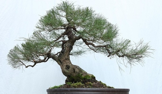 Phi lao cũng là cây có vẻ đẹp và trị giá không thua kém các loài cây nổi tiếng khác nên ngoài làm bóng mát và làm rừng phòng hộ, phi lao còn được trồng làm cây cảnh (bonsai) rất được ưa chuộng. (Nguồn Blogcaycanh)