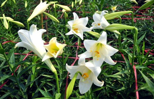 Hoa loa kèn là một trong các loài hoa xưa nhất thế giới. Ngày nay, người ta còn tìm thấy những đóa loa kèn được vẽ trên tường của những tòa lâu đài cổ Hy Lạp. (Nguồn Mevacon)