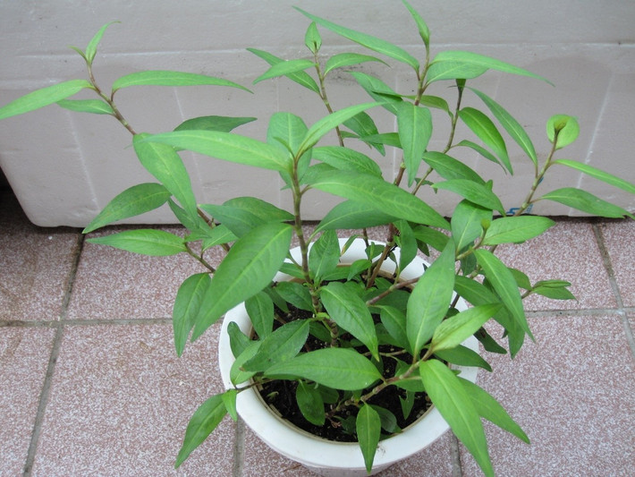 Trên thế giới, cây rau răm còn phân bố ở các nước nhiệt đới ẩm thuộc khu vực Đông Nam Á như Lào và Campuchia. (Nguồn Agarwood)