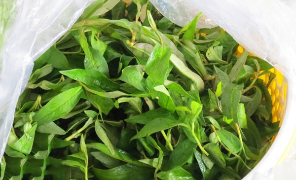Mặc dù vậy, đấng mày râu không nên ăn nhiều rau răm vì nó làm giảm ham muốn tình dục của họ. (Nguồn Goodprice)