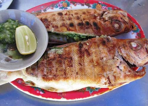 Ở nước ta, cá cu có mặt ở các vùng biển miền Trung. Trên thế giới, loài cá này phân bố ở các vùng biển Thái Bình Dương, Địa Trung Hải, Đại Tây Dương, Ấn Độ Dương. (Nguồn Yan)