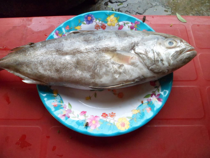 Cá cu được đánh bắt quanh năm nhưng thường có nhiều vào mùa xuân, cụ thể là các tháng 2, tháng 3 và tháng 4 hằng năm. (Nguồn Photobucket)