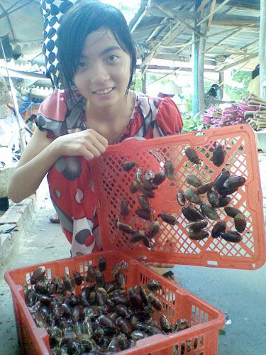Để bắt bọ rầy, người ta thường bắt vào ban đêm. Chỉ cần đặt một chiếc đèn ở nơi có bọ rầy trú ngụ, bọ rầy thấy ánh sáng sẽ lao đến và rơi ngổn ngang trên mặt đất. Lúc này, chỉ cần thu nhặt và bỏ vào trong giỏ. (Nguồn Mytour)