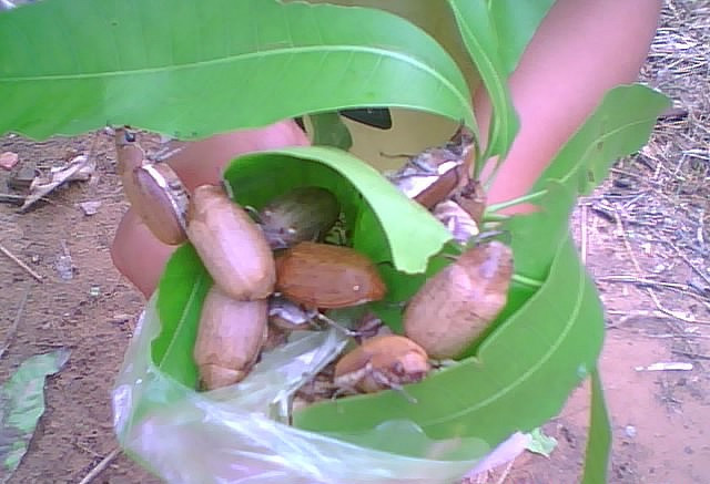 Trước đây, con bọ rầy bị xem là loài có hại vì chúng hay cắn phá các đọt non của cây. Nhưng ngày nay, nó được xem là đặc sản vì có thể chế biến thành món ăn ngon vô cùng hấp dẫn. (Nguồn Ydvn)