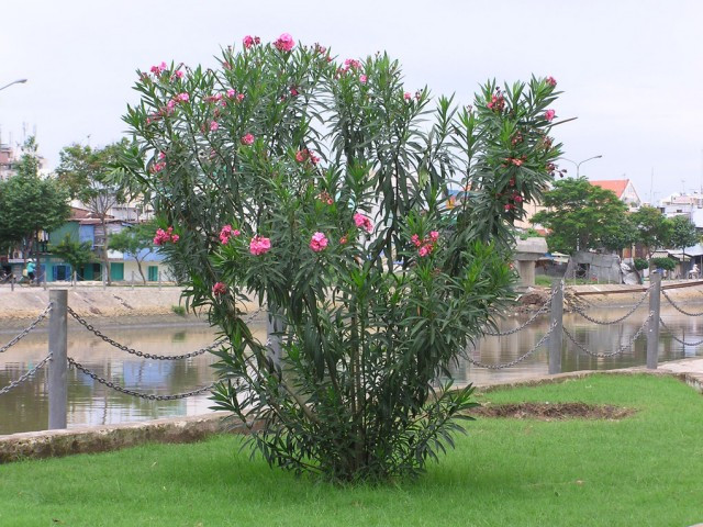 Trúc đào được khuyến cáo không trồng ở cạnh nguồn nước (giếng ăn, bể nước...) vì lá, hoa trúc đào rụng xuống làm nhiễm độc nước.