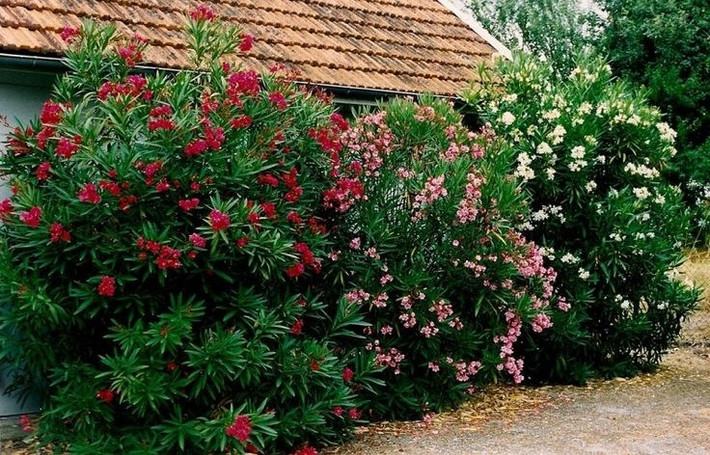 Các triệu chứng ngộ độc nhựa trúc đào bao gồm nôn mửa, tiết nhiều nước bọt, các tổn thương vùng bụng, tiêu chảy có thể lẫn hay không lẫn máu, loạn nhịp tim, nghiêm trọng hơn có thể dẫn tới nhợt nhạt da và lạnh,...