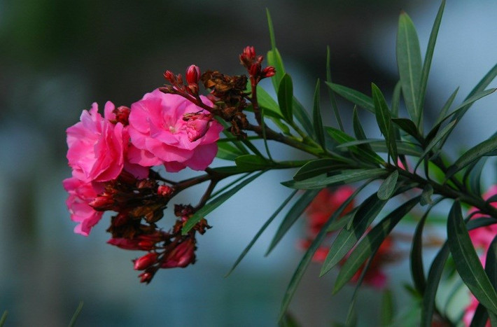 Trúc đào có tên khoa học là Nerium oleander, cao từ 2m - 6m với cành mọc thẳng, lá mọc thành cặp và hoa màu trắng, vàng hay hồng. Trúc đào có thể chịu khô hạn khá tốt và chịu được các trận sương giá không thường xuyên.