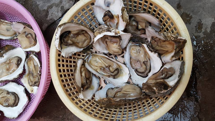 Ngoài ra, hàu sữa còn chứa nhiều chất dinh dưỡng khác như protein, chất béo, canxi, magie…(Nguồn Hausong)
