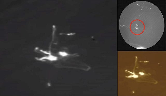 Tàu vũ trụ Apollo 17 là tàu thực hiện sứ mệnh cuối cùng trong chương trình Apollo của NASA. Tàu được phóng vào vũ trụ vào ngày 7/12/1972 với phi hành đoàn gồm Eugen Cernan, Chỉ Huy Trưởng Phi đội Ronald Evans, và Người dẫn chương trình Lunar, Harrison Schmitt. Nguồn ảnh: ufosightingshotspot.