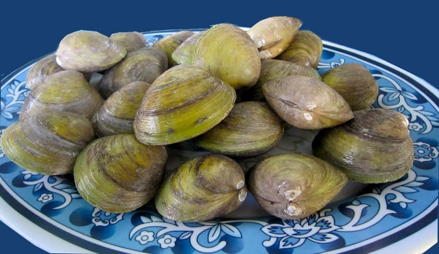 Con vọp còn được gọi là con sò vọp hay sò sông. Đây là loại động vật nhuyễn thể hai mảnh với hình dáng giống con sò, nghêu nhưng có kích thước lớn hơn. (Nguồn Dacsan4u)