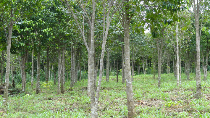 Cây gỗ quý trầm hương thuộc loại cây gỗ quý, phân bố ở khu vực Đông Nam Á và đảo New Guinea. Ở nước ta, cây trầm hương có ở các tỉnh như Hà Giang, Khánh Hòa, Phú Quốc. (Nguồn Congtycaydothi)