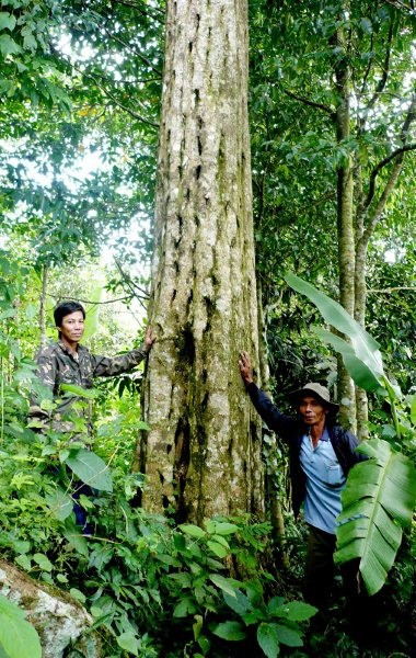 Trầm hương được chia thành ba hạng: kỳ nam, trầm và tốc. Mỗi hạng lại được chia thành nhiều loại. Trong đó, kỳ nam là loại trầm hương thượng hạng, tỏa ra mùi hương rất đặc biệt. (Nguồn Tramhuongkimlong)