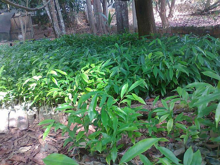 Hoa trầm hương có màu trắng, quả hình trứng. Cây trầm hương thường ra hoa vào tháng 7 – tháng 8. (Nguồn Caygiong365)