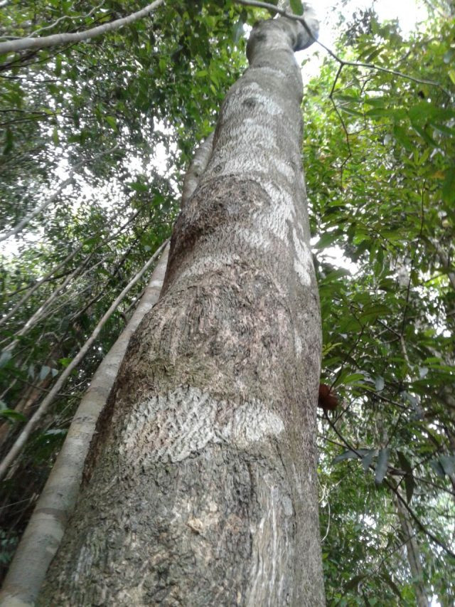 Đặc biệt, trầm còn được dùng như một vị thuốc quý hiếm trị các loại bệnh hen suyễn, đau bụng, thấp khớp…tại Nhật Bản, Trung Quốc, Ấn Độ. (Nguồn Tramhuongthanhloi)