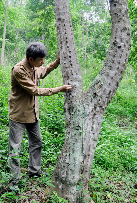 Trầm hương là cây đa tác dụng. Gỗ của nó được sử dụng làm đồ nội thất hoặc trong xây dựng. Nhựa cây rất thơm, được sử dụng làm hương liệu. Vỏ cây dùng để sản xuất sợi bông. (Nguồn Tramhuongkimlong)