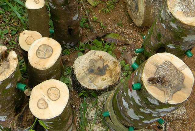Các tỉnh có nhiều cây trầm hương nhất là Quảng Bình, Quảng Ngãi, Hà Tĩnh, An Giang, Kiên Giang…(Nguồn Tramhuongthanhloi)