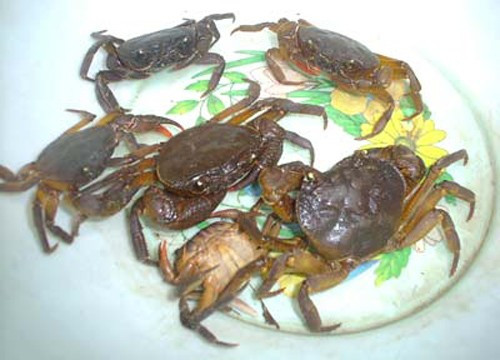 Cua đồng là loài ăn tạp, khả năng kháng bệnh tốt. Loài cua này cũng rất dễ nuôi, nguồn thức ăn dễ tìm kiếm, giá rẻ, chủ yếu tận dụng nguồn thức ăn có sẵn trong tự nhiên.