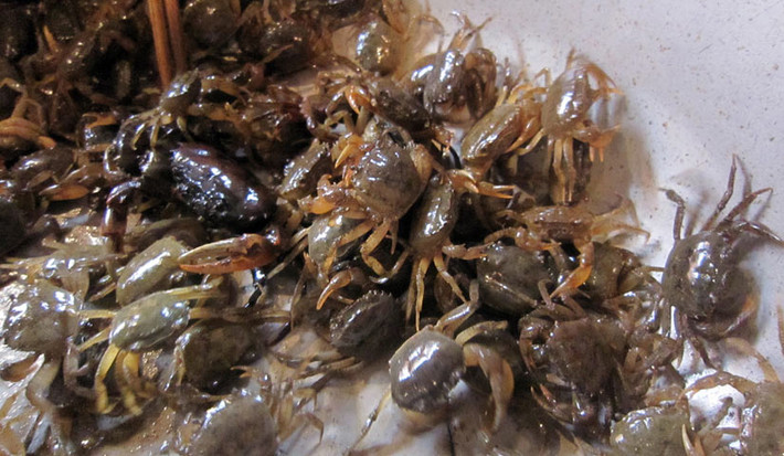 Ngoài ra, cua đồng thật sẽ có gạch vàng, nhỏ càng, vỏ bóng. Còn, cua nuôi công nghiệp có gạch đen xanh, càng to, dùng ngón tay gõ vào càng nghe âm thanh rỗng, ốp, còn thịt cua nát, ăn có vị mặn chát.