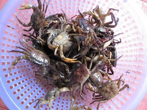 Đặc điểm phân biệt giữa cua đồng và của nuôi là của đồng có hai càng kích thước to nhỏ rất chênh lệch, hai gọng có màu vàng cháy, lưng của đồng có màu vàng sẫm, toàn thân có màu sắc nâu vàng.