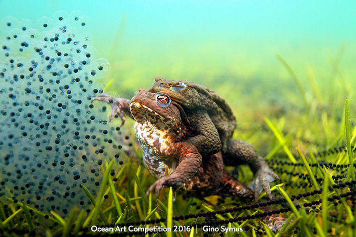 Bức ảnh gia đình 2 bố mẹ cóc và đám trứng chưa nở đã giúp “Mating Toads” về nhì hạng mục Hành vi cuộc sống biển. Ảnh của Gino Symus chụp bằng Canon 7D và ống kính Sigma 17-70mm.