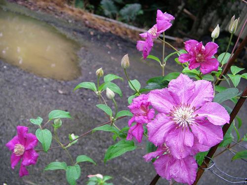 Do cánh hoa nhăn nheo nên loài hoa này được người ta ví như ông lão. Đó cũng là nguồn gốc cho tên gọi đặc biệt của nó. (Nguồn Chohoaviet)