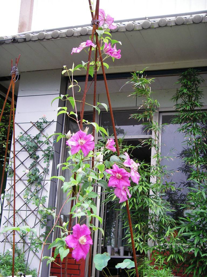 Đặc biệt, rễ và thân của cây hoa ông lão có tác dụng chữa đau răng, trị bệnh phong thấp, đau xương khớp và bí tiểu. (Nguồn Chohoaviet)