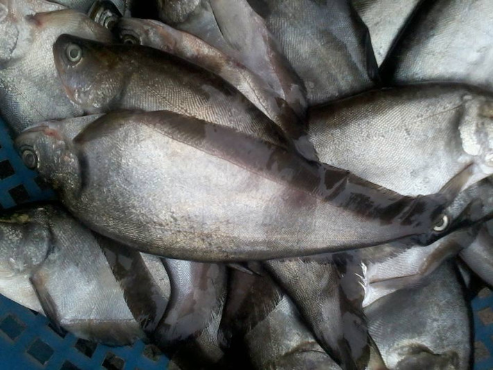 Ở Âu Mỹ, cá thác lác còn được sử dụng để làm cảnh vì cá có thói quen bơi lên sát mặt nước, và lật mình làm tung tóe nước trông rất vui mắt. (Nguồn Vatgia)