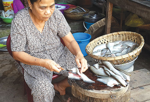 Cá thác lác thường kiếm ăn lúc chiều tối và ban đêm. Cá cái để từ 1.200 - 3.000 trứng vào các tháng 5 - 7. (Nguồn Aobinhthuan)