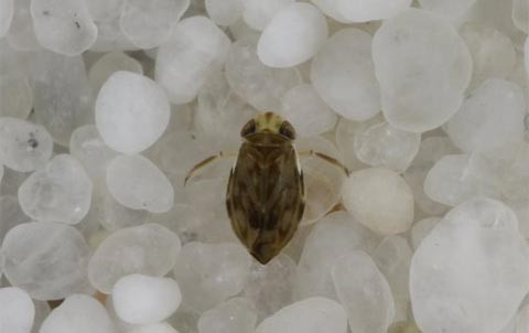 Bọ nước Micronecta Scholtzi có cơ thể chỉ dài 2mm. Loài bọ này sống trong môi trường nước ngọt và bơi ngửa bằng hai chiếc chân dài có tác dụng như mái chèo. (Nguồn Khoahoctv)
