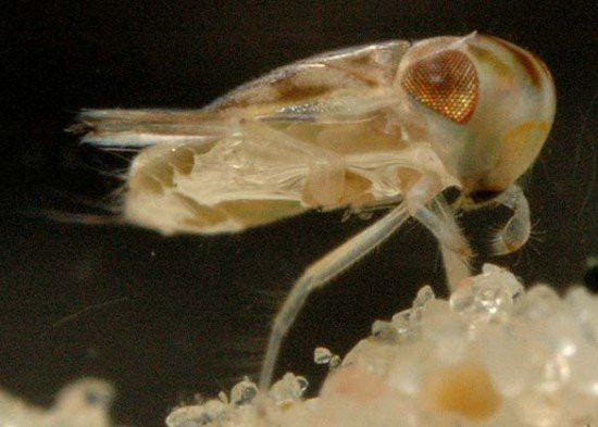Nếu xét về tỉ lệ với kích thước cơ thể, bọ nước Micronecta Scholtzi là loài vật phát ra âm thanh lớn nhất thế giới. (Nguồn Xaluan)