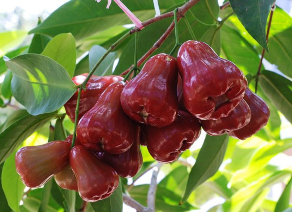 Thậm chí, vỏ cây, hạt và lá roi có thể chữa lành vết thương, được y học cổ truyền Ấn Độ rất hay sử dụng. (Nguồn Cayhoacanh)