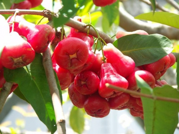 Cây roi không chỉ được trồng nhiều ở Việt Nam ma còn được trồng phổ biến tại Đài Loan, Thái Lan, Bangladesh, Pakistan, Ấn Độ và Sri Lanka. (Nguồn Ngoisao)