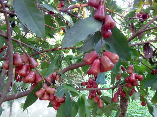 Quả roi chứa nước, chất xơ, chất béo vitamin A và B, C cùng những khoáng chất thiết yếu như kali, mangan, sắt, kẽm, magie….(Nguồn Donav)