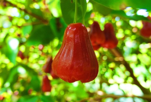 Quả roi được xem là tiên dược vì có tác dụng ngừa tiêu chảy mãn tính, điều trị và phòng chống ung thư, giảm cân, ngăn ngừa sự gia tăng mức cholesterol và tốt cho bà bầu. (Nguồn Hoibacsi)