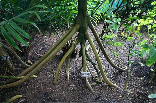 Tuy nhiên, một nhà sinh vật học tại Costa Rica đã bác bỏ khả năng di chuyển của cây đi bộ. Ông đã nghiên cứu và chỉ ra rằng thân cây vẫn vững chắc tại vị trí ban đầu dù một vài rễ già có thể rụng đi. (Nguồn Danviet)