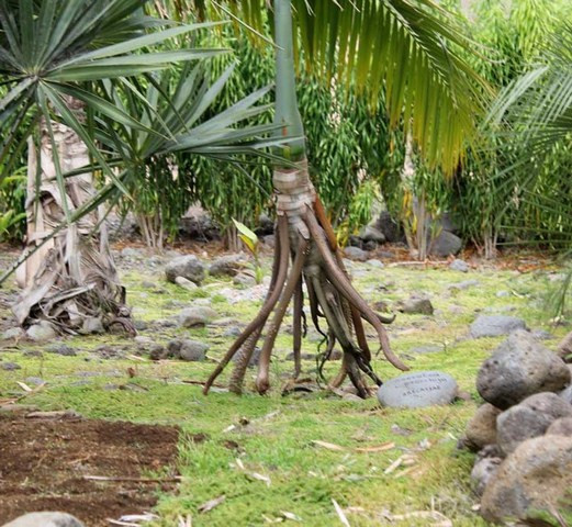 Cây đi bộ di chuyển bằng cách cắm rễ mới theo hướng nó muốn di chuyển, còn các rễ già sẽ từ từ bật lên, khô lại và mục đi. (Nguồn Rosgol)