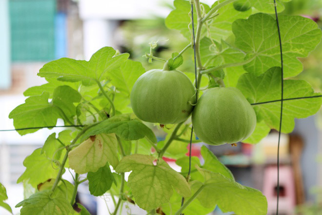 Dưa lê ngon, ngọt là những quả tròn đều, chắc, da cứng và có phần phía dưới hơi lồi ra. (Nguồn Baomoi)