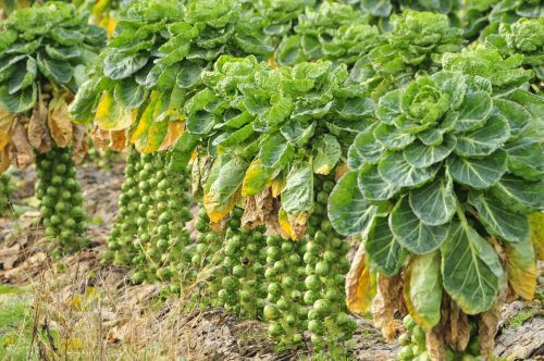 Sú kẹp nách cũng là loại rau rất giàu dinh dưỡng, chứa nhiều vitamin và khoáng chất như vitamin A, C, K, chất xơ, glucosinolates và axit folic. (Nguồn Phuotdoday)