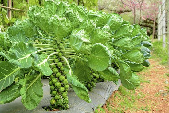 Cây sú kẹp nách cũng rất đặc biệt: các mầm rau phát triển theo hình xoắn ốc dọc theo thân cây và ở mỗi cuống lá lại mọc ra một quả nhỏ. (Nguồn Vnrc)