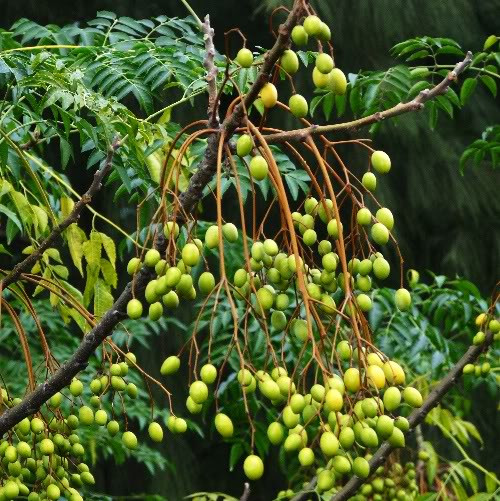 Nếu vô tình ăn phải bộ phận nào đó của cây xoan, nạn nhân có thể gặp các triệu chứng sau: mất vị giác, nôn mửa, táo bón hoặc tiêu chảy, phân có máu, tổn thương dạ dày, sung huyết phổi, trụy tim... Thậm chí, nạn nhân có thể tử vong sau 24 giờ.