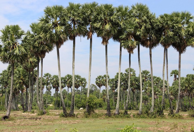 Cây thốt nốt phân bố từ Indonesia đến Pakistan. Tại Việt nam, cây này được trồng phổ biến ở vùng Nam bộ, giáp ranh Campuchia. (Nguồn Danviet)
