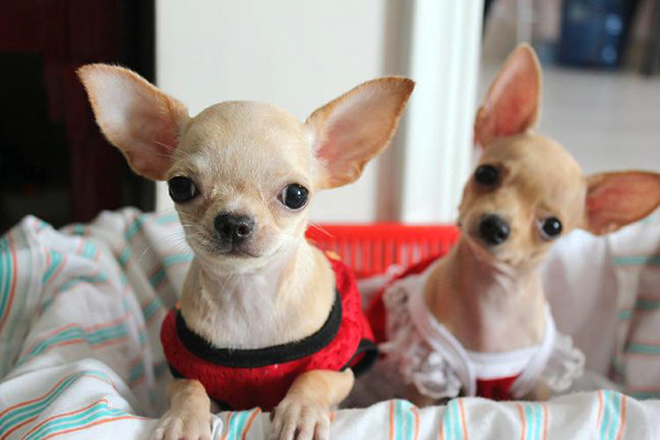 Chó Chihuahua gặp khá nhiều vấn đề về sức khỏe như thở khò khè và ngáy khi ngủ do mũi ngắn, dễ bị bệnh thấp khớp, nghẹt mũi, cảm lạnh và vấn đề về nướu, dễ bị khô giác mạc, đục thuỷ tinh thể thứ cấp vì mắt của chúng lồi ra.